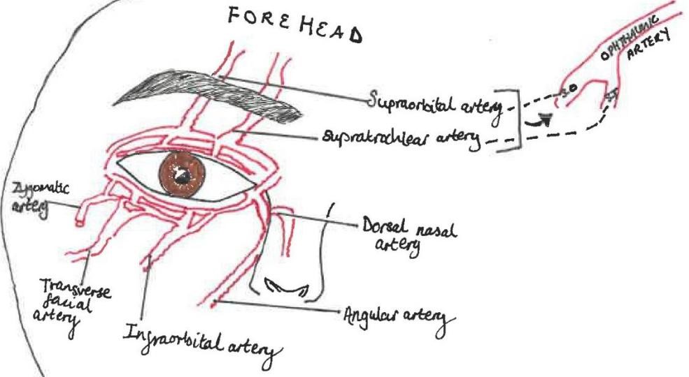 Figure 1. Diagram to demonstrate arterial supply and anastomoses around the eye.